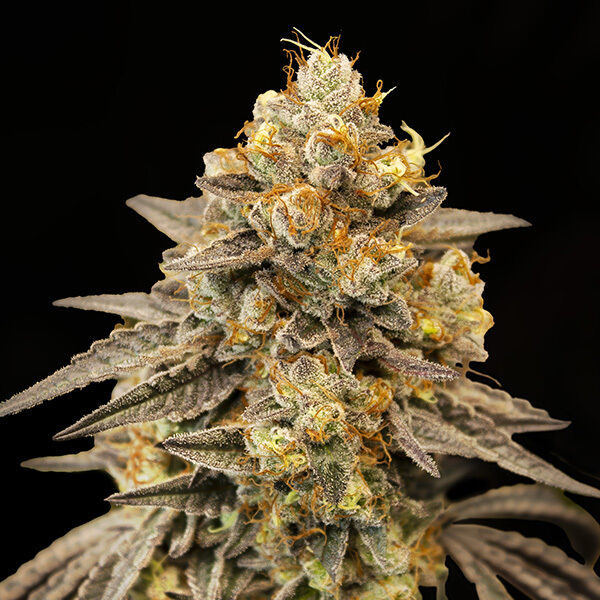 Auto Biscotti Zkittlez feminised cannabis seeds by 00 Seeds for indoor and outdoor